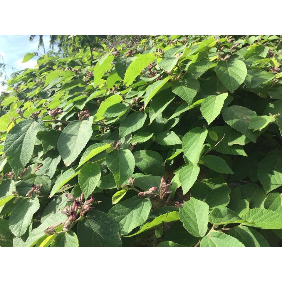 Lá an xoa khô Banfarm loại 1 - giải độc gan - ngủ tốt - gói 1kg