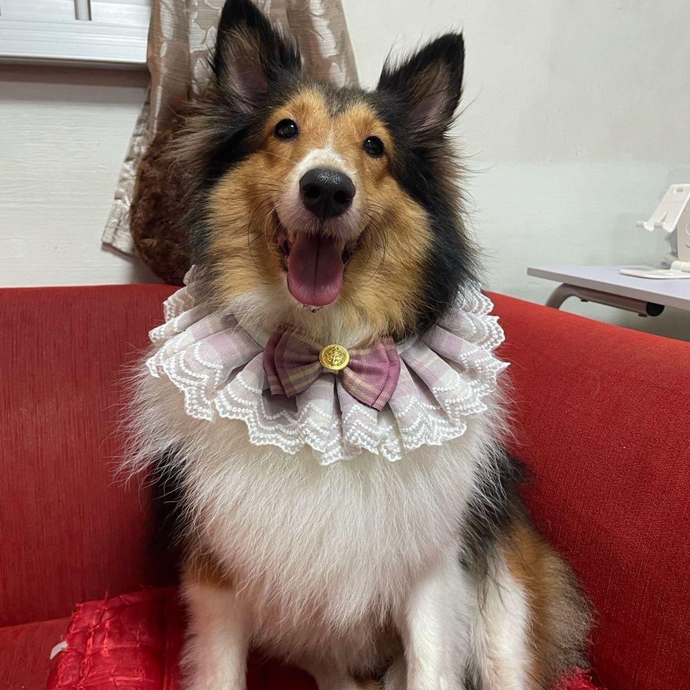 Augustina Yếm Ăn Bằng Vải Cotton Organza Thiết Kế Đáng Yêu Dành Cho Thú Cưng