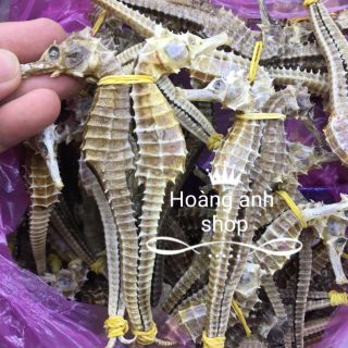 1 cặp cá ngựa đực cái size lớn