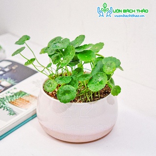 Cây cỏ đồng tiền để bàn đẹp