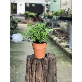 Dương xỉ Tóc Thần Vệ Nữ