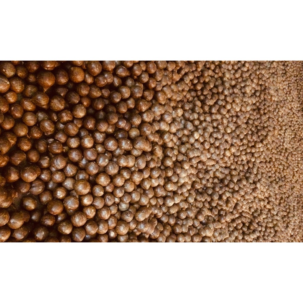 500g Hạt MACCA sấy Lạnh Size CHỢ (19-23mm) | BigBuy360 - bigbuy360.vn