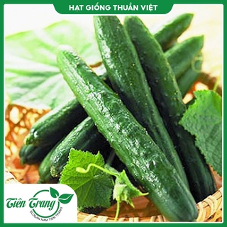 Hạt giống dưa leo nhật tn