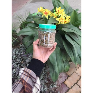 Chẩm chéo Tây Bắc ( Hộp 250g )