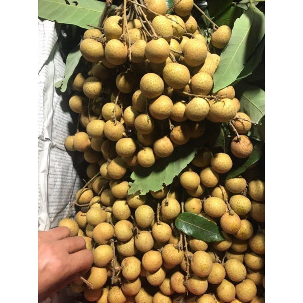 2 kg Nhãn Bắc cơm dày, ngọt thơm