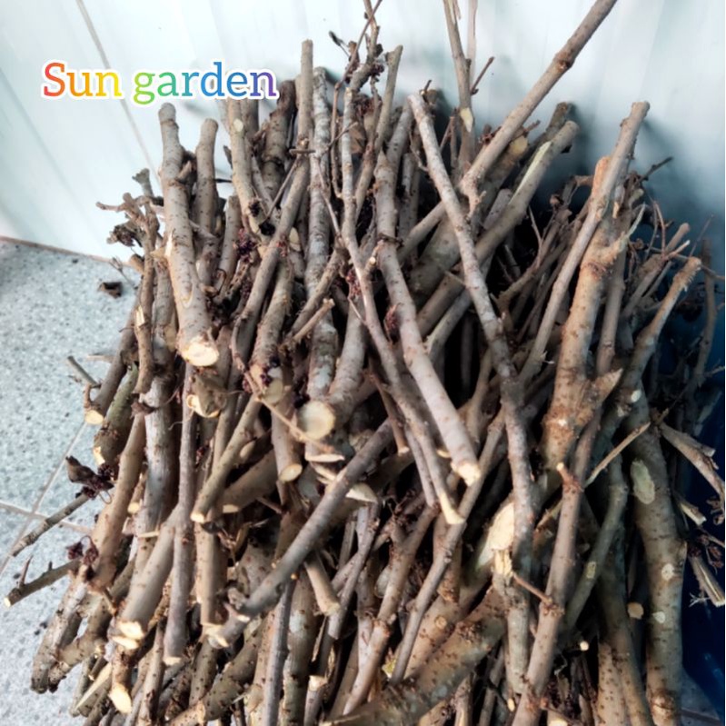 Nhánh cây dâu tằm phơi khô