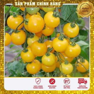 COMBO 12 GÓI HẠT GIỐNG TÍ HON CỰC KUTE