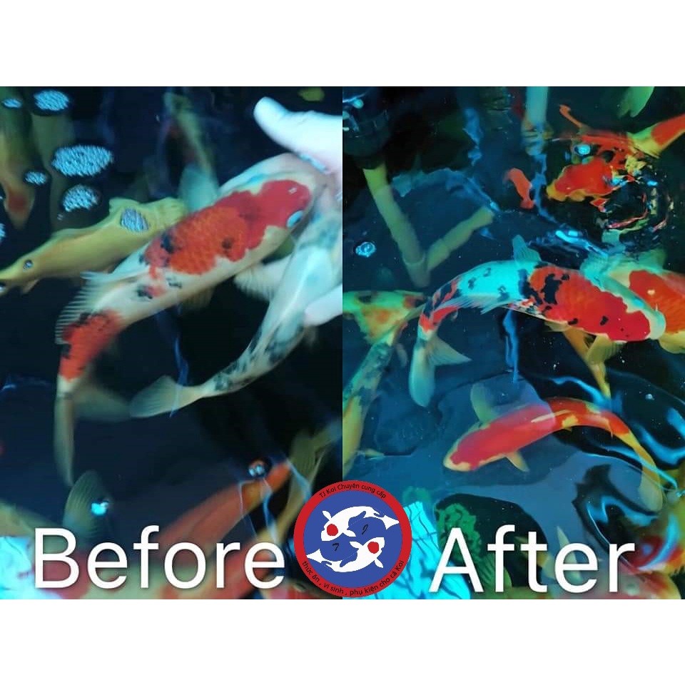 CÁM CÁ KOI PORPOISE A+ PRO GROWTH CAO CẤP TĂNG TRƯỞNG LÊN MÀU TỰ NHIÊN - ĐỘ ĐẠM 40%-THỨC ĂN CÁ KOI