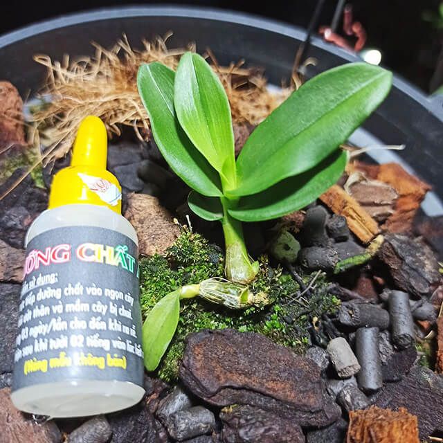 AB  Ngọc Linh Chuyên Dùng Cho Hoa Lan Cây Cảnh Thúc Đẩy Sự Phát Triển Tế Bào, Chai 10ml