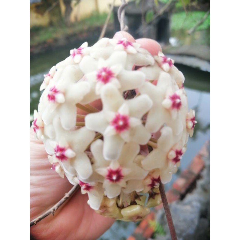 muối Tắm tẩy da chết Oilly carebeau 700ml | BigBuy360 - bigbuy360.vn