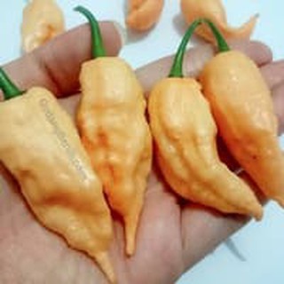 hạt giống Hạt ớt - Jay's  10h