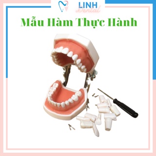 Mẫu Hàm Thực Hành Mài Cùi Nha Khoa, Mô Phỏng Răng Nha Khoa, Lợi Bằng Silicon, Có Thể Thay Thế Răng