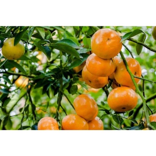 Cây quýt hồng Lai Vung(cây giống chiết cành)