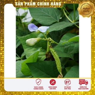 Hạt giống đậu rồng ( đậu khế)