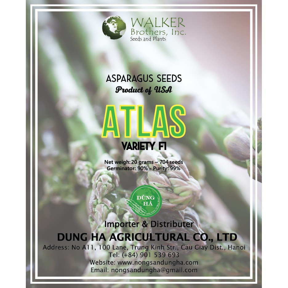 HẠT GIỐNG MĂNG TÂY XANH ATLAS F1 Gói 10g~400hat