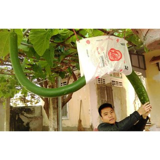 hạt giống bầu dài 2 mét ( siêu ngon)