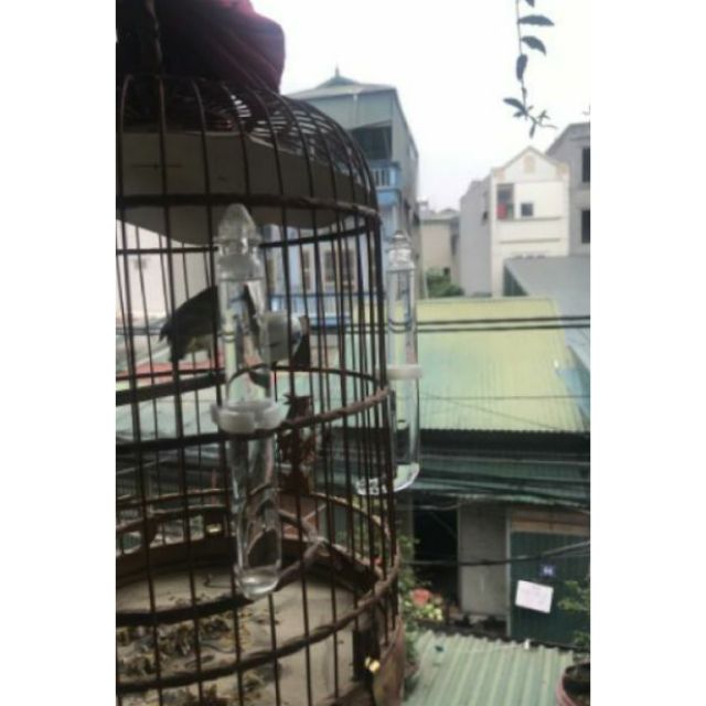 Cóng nước khuyên