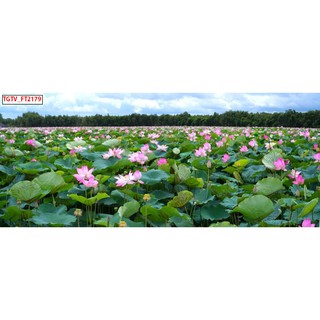 Tranh dán tường trang trí đầm sen BINBIN PC65 (Có in theo yêu cầu)