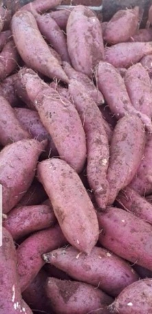 Khoai lang Nhật củ to
