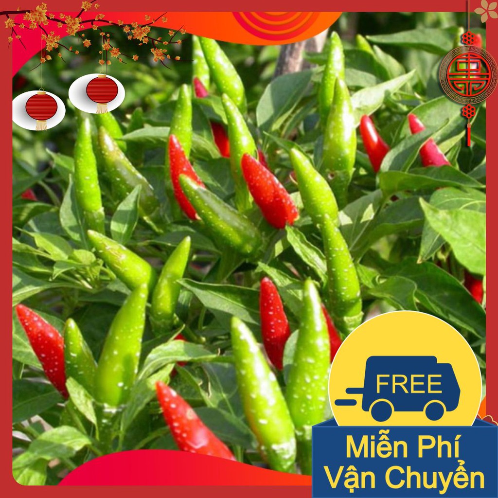Combo 3 Gói Hạt Giống Ớt Chỉ Thiên
