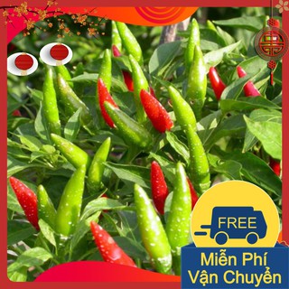 Combo 3 Gói Hạt Giống Ớt Chỉ Thiên