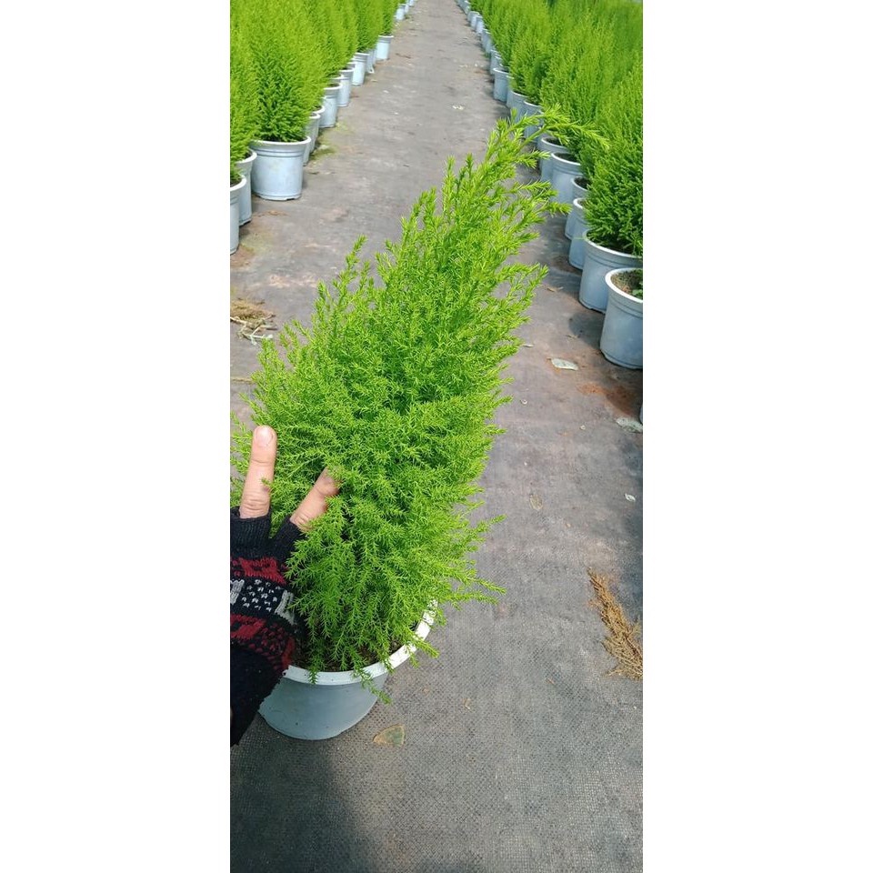 Cây tùng thơm - THẾ GIỚI HOA CÂY CẢNH - cao 50-60 cm trang trí noel .