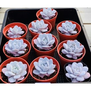 Sen đá laui 6-7cm màu hồng nhạt như hình