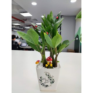 Chậu cây Kim Tiền để bàn (cây Kim Phát Tài)