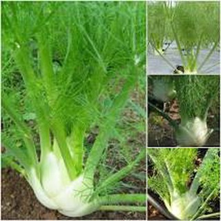 Hạt giống Thì là tây 5 gram