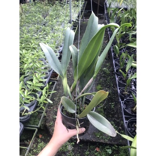 Cattleya Cây Trưởng Thành