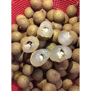 cây giống nhãn hạt lép