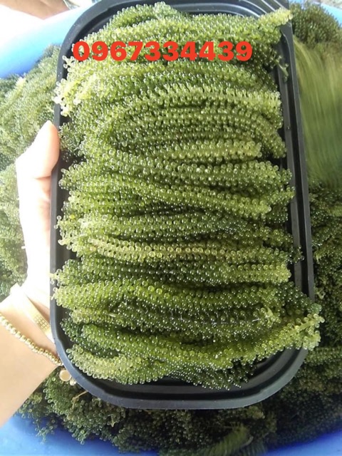 Quá rẻ RONG NHO TƯƠI 90k