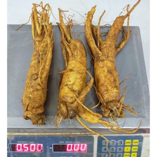 Sâm tươi Hàn Quốc ngâm mật ong 3 củ 500g, sâm trụi, nhân sâm hầm gà, nhân sâm nhập khẩu