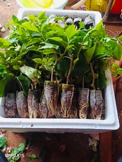 Cây hoa giấy giống khỏe mạnh dễ chăm