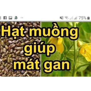 Hạt muồng muồng1KG Khắc tinh của mất ngủ