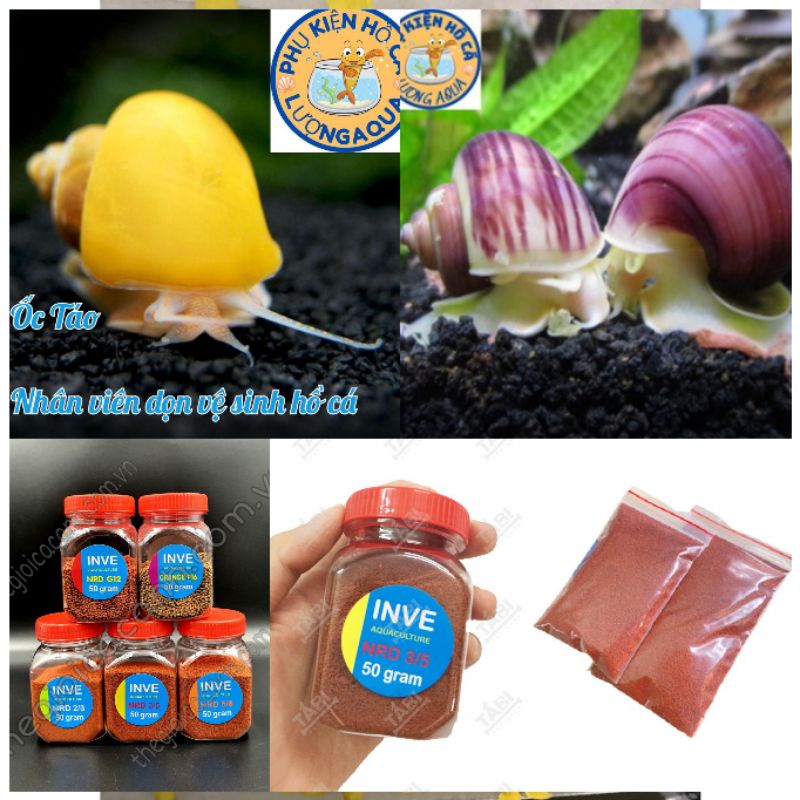 (cám, Thức ăn) Ốc táo vàng hồng tím, phụ kiện thức ăn trang trí hồ cá cảnh thủy sinh hòn non bộ