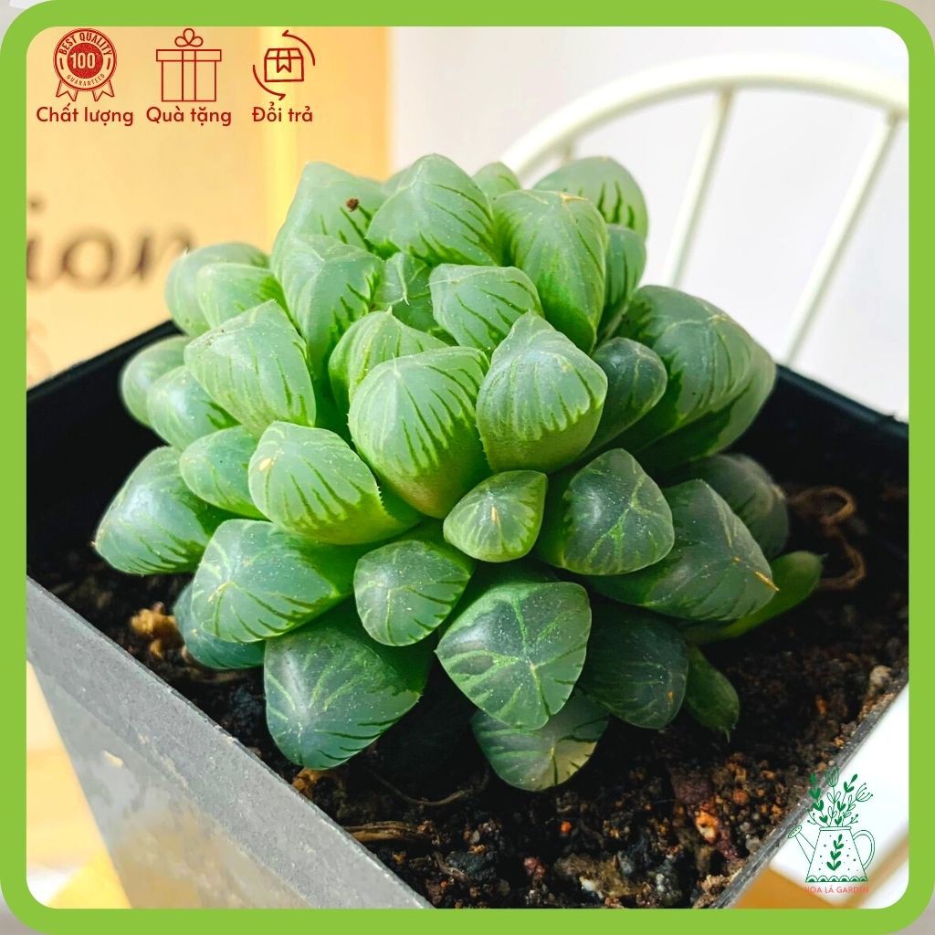 Sen đá kim cương haworthia cooperi lá hạt nhỏ (size 5cm, tặng đất trồng)