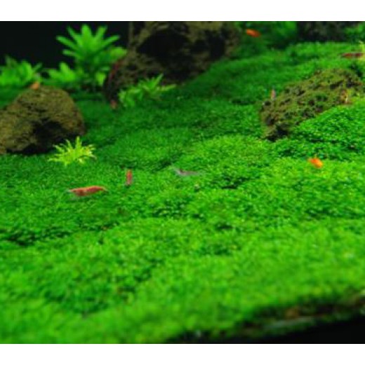 RÊU MINIFISS LÁ NƯỚC (HỘP 5 TẤT)