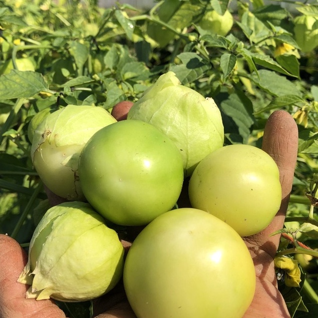 COMBO 4 GÓI THÙ LÙ NAM MỸ XANH/VÀNG/TÍM/CAM