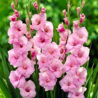 10 củ hoa lay ơm màu hồng hàng hà lan