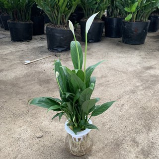 Cây hoa Lan Ý thủy sinh cao 30cm, cây trưởng thành sức sống vượt trội, rất dễ chăm sóc, cây nội thất trồng để bàn, decor