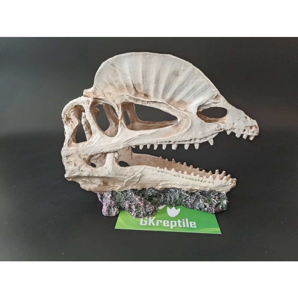 Mô hình trang trí sọ khủng long cho chuồng nuôi