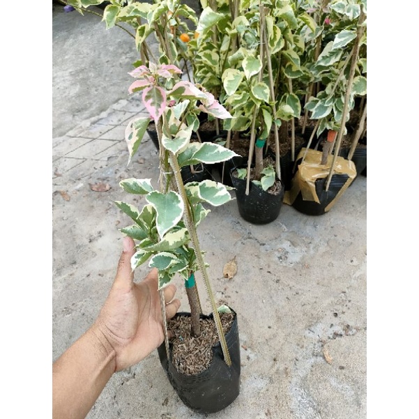 Cây hoa giấy giống ( như hình)