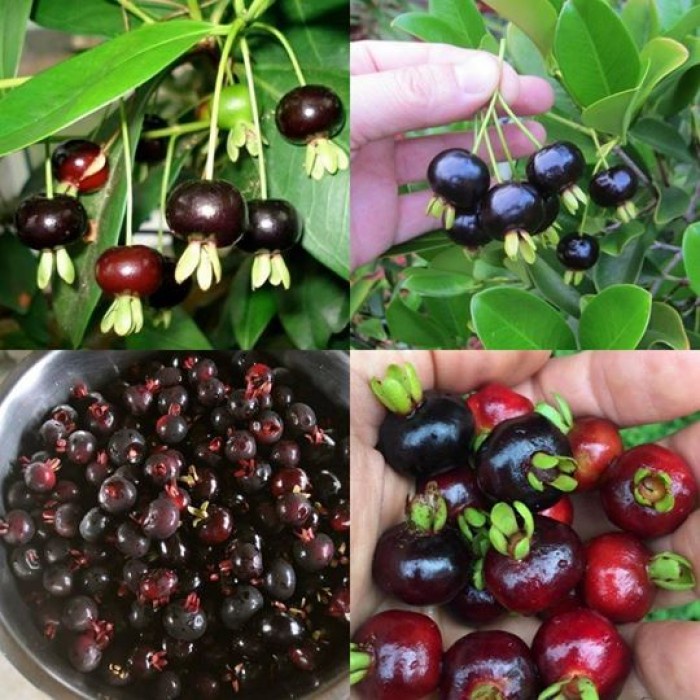 [Ảnh thật] Cây giống Cherry Bazil - cây to khỏe phù hợp với mọi loại đất