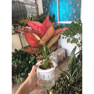 Vạn lộc lá đỏ thuỷ sinh