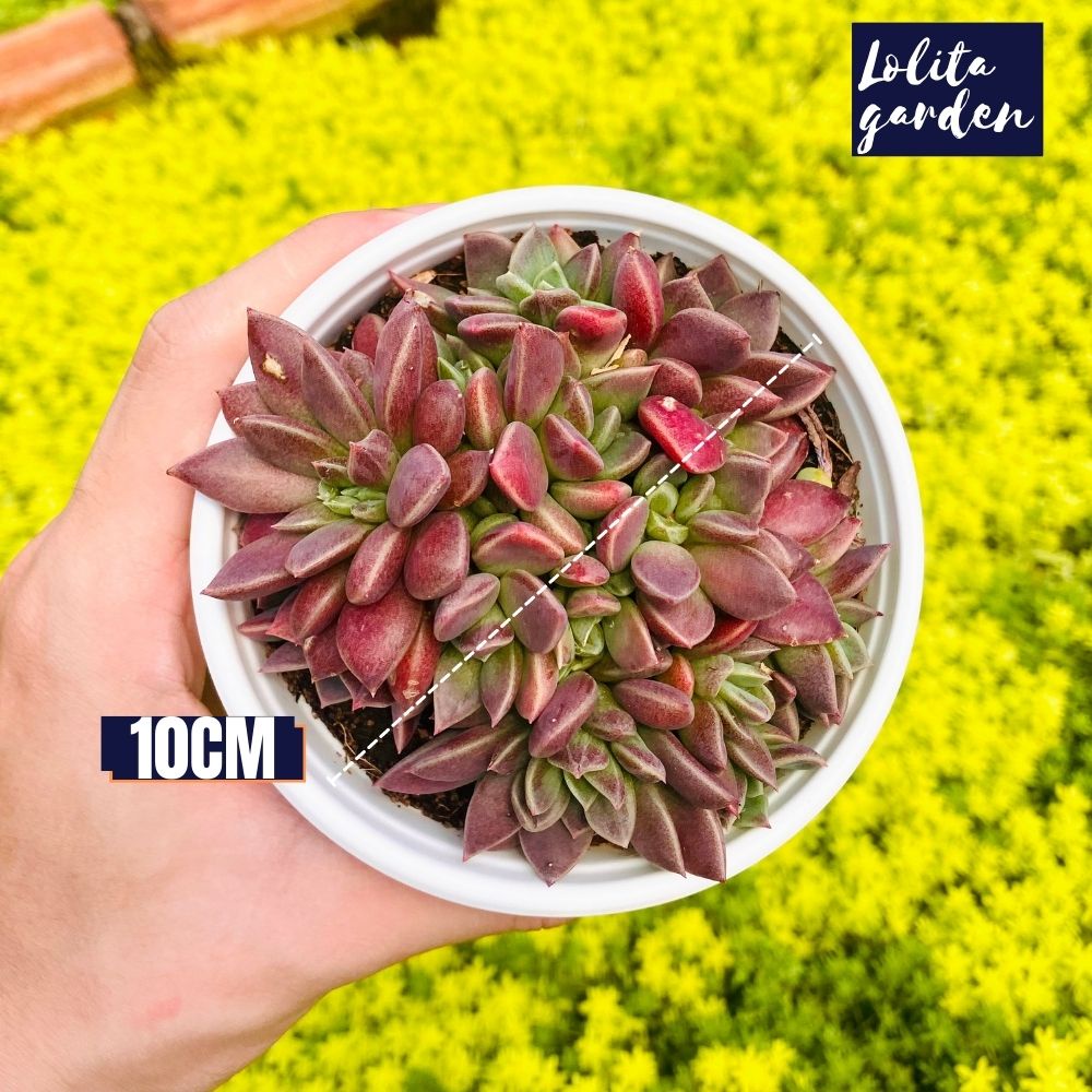 Sen đá mặt trăng Đà Lạt size trung bình cây cảnh trang trí nhà cửa Lolita garden