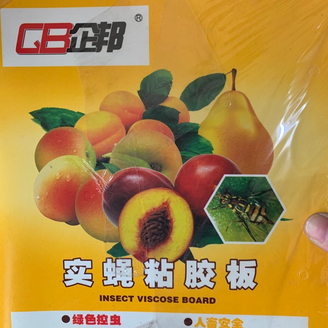 SET 10 BẪY DÍNH RUỒI VÀNG