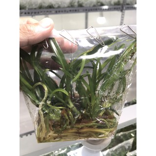 Cây giống lan kiếm Phan Trí (HPS)