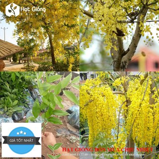 Hạt giống hoa mai hoàng yến 10 hạt
