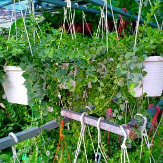 Lan Tim chậu nhựa dây treo